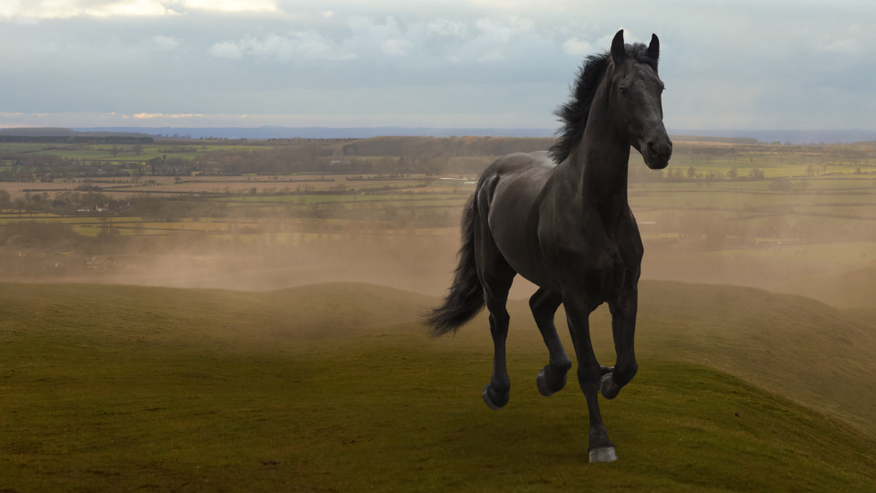 black_horse_2